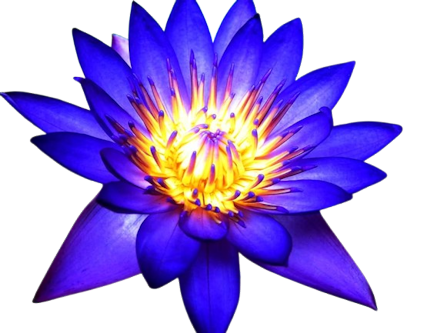 Blue Lotus Flower